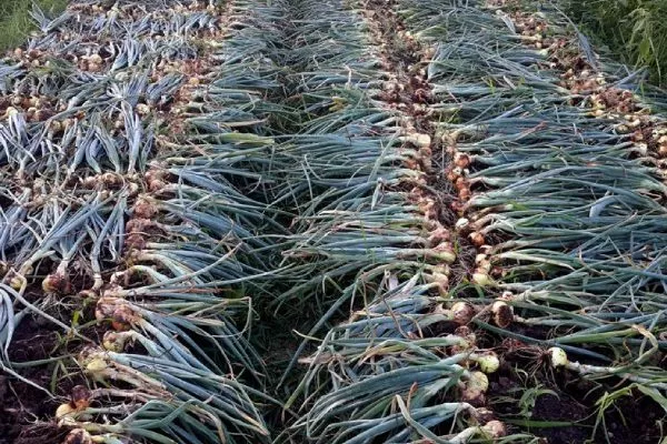 уборка лука на огороде