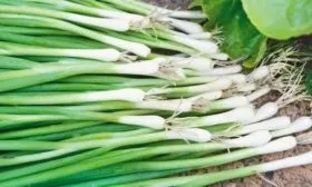 лук Богатырь на зелень