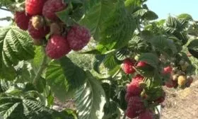 Малина Зюгана