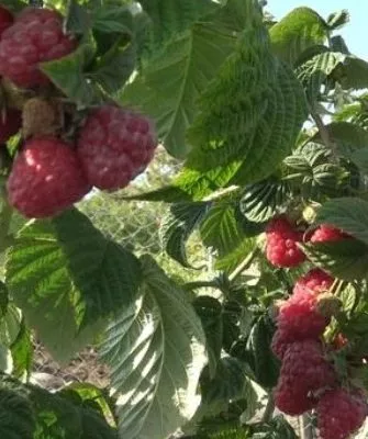 Малина Зюгана