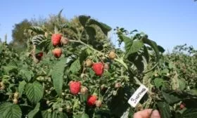 как выглядят побеги малины