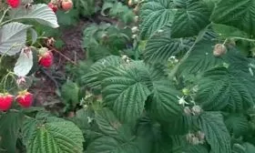 описание листьев