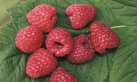 внешний вид ягод малины зюгана