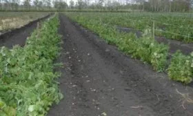 место для посадки малины