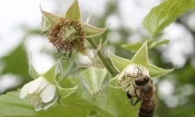 опыление малины