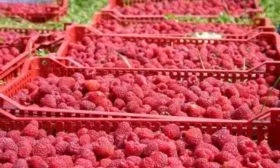 хранение малины