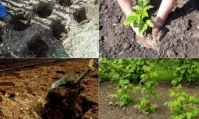 посадка малины