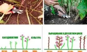 обрезка ремонтантной малины