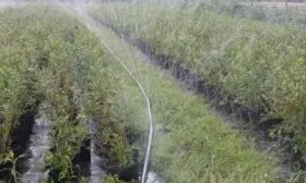 полив малины