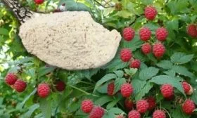 подкормка малины