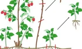 размножение малины прикорневыми отростками