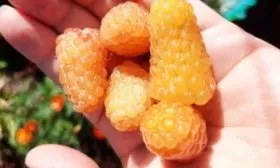 малина Жёлтый гигант