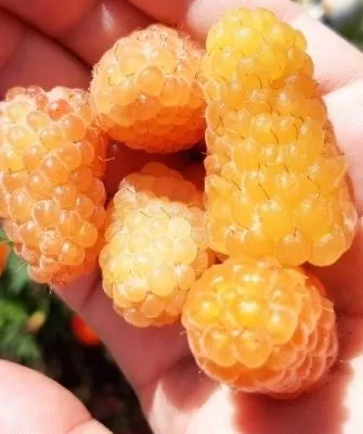 малина Жёлтый гигант