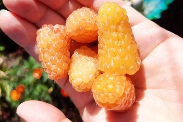 малина Жёлтый гигант