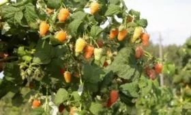 описание куста малины