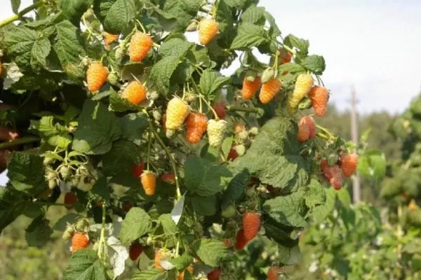 описание куста малины