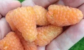 описание ягод