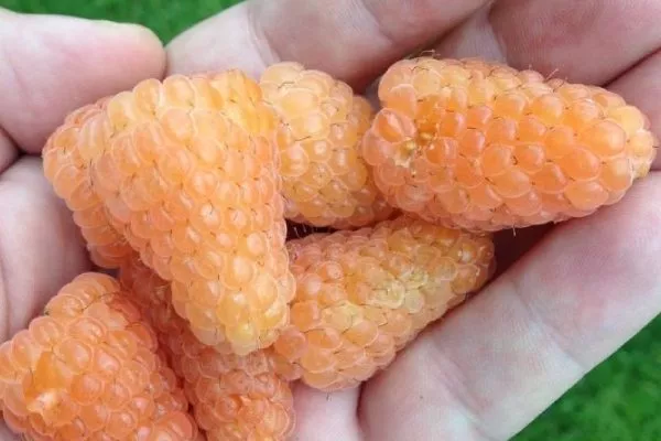 описание ягод