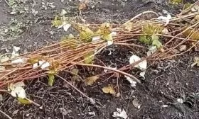 подготовка малины к зиме