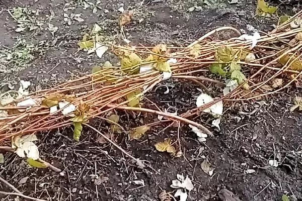 подготовка малины к зиме