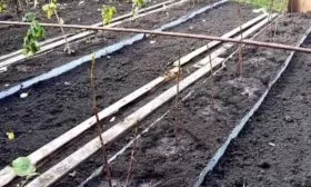 траншейный способ посадки малины