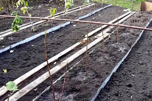траншейный способ посадки малины