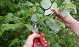 обрезка малины