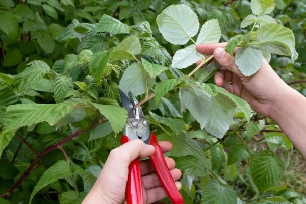 обрезка малины