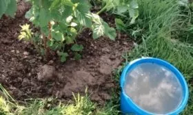 Полив и подкормка малины