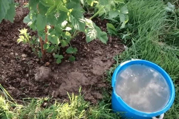 Полив и подкормка малины