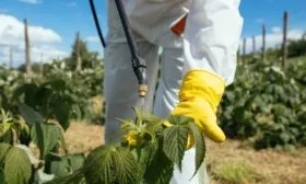 защита малины от вредителей и болезней