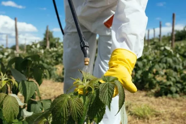защита малины от вредителей и болезней