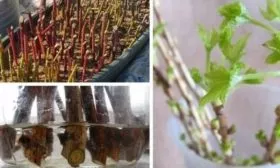 черенкование малины