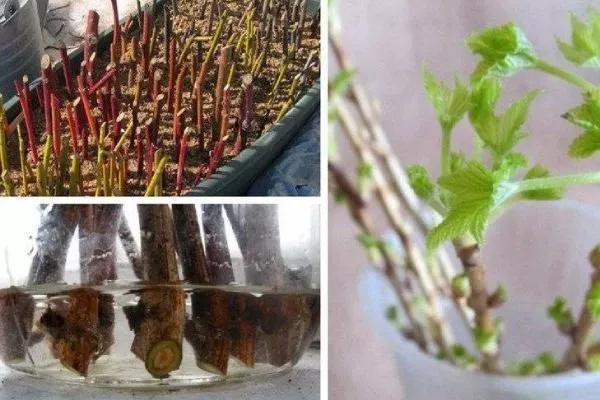 черенкование малины