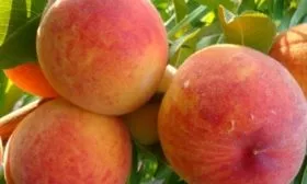 Персик Редхейвен