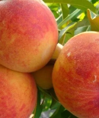 Персик Редхейвен