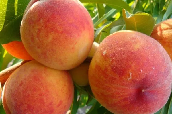 Персик Редхейвен