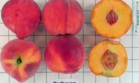 описание плода