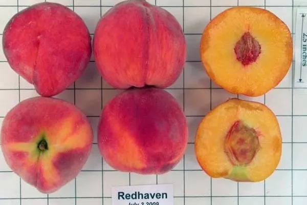 описание плода