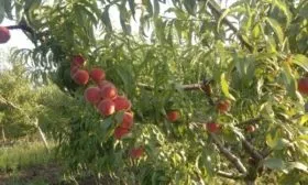 Описание дерева