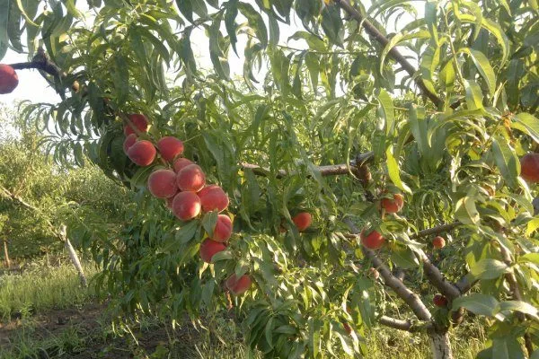 Описание дерева