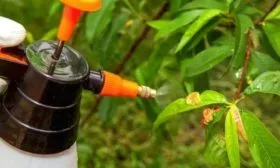 обработкка персиков от болезней