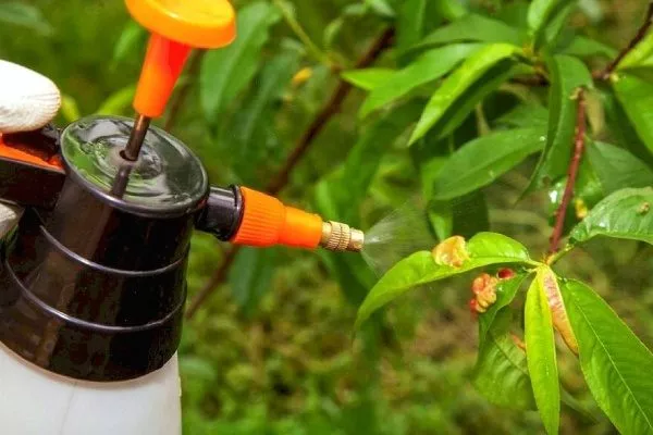 обработка персиков от болезней