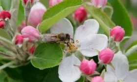 опыление персиков