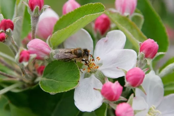 опыление персиков