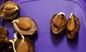 размножение персиков семенами