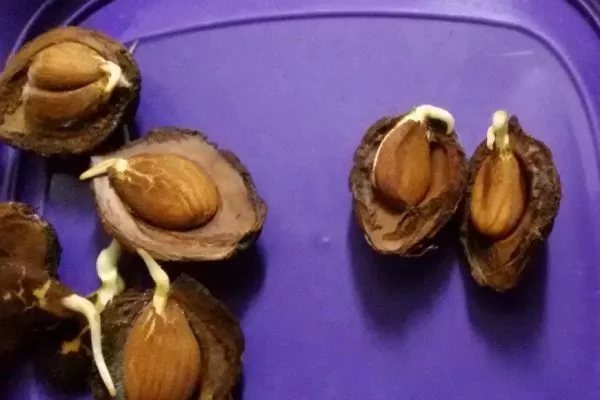 размножение персиков семенами