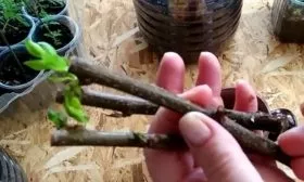 размножение персиков черенкованием