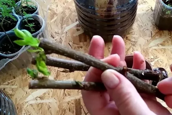 размножение персиков черенкованием