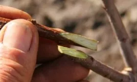 размножение персиков прививкой